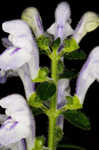 Hairy skullcap